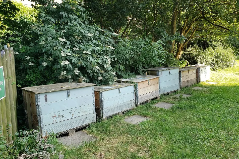 Rangée de bacs de compostage en bois clair alignés le long d'un chemin dans un jardin partagé