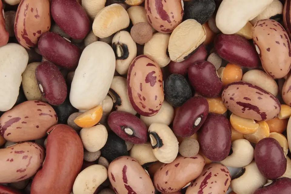 Mélange de haricots secs de plusieurs couleurs, de pois et de lentilles vus de près